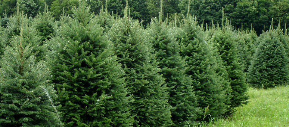 Rows of sheared Balsam fir Christmas trees