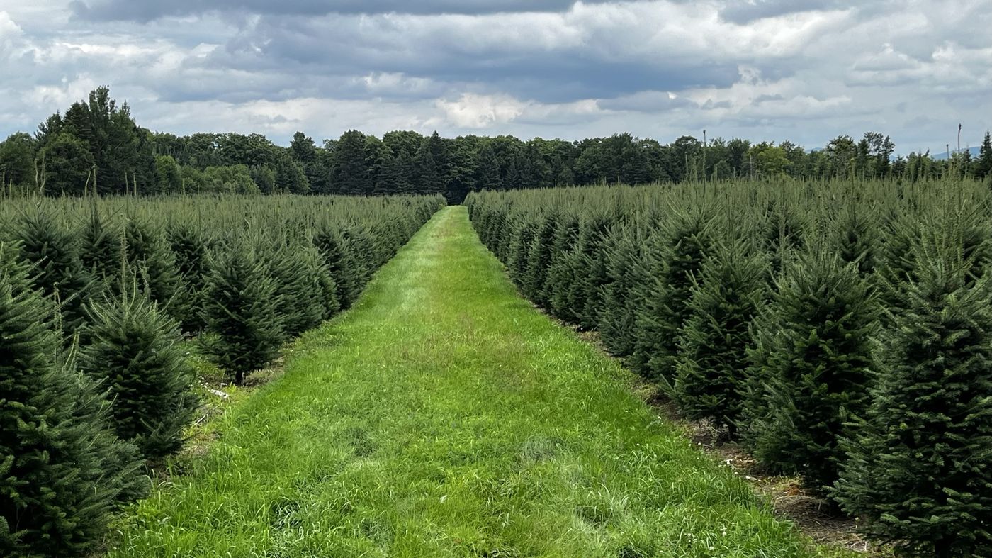 A mowed grass lane running between rows of Balsam fir trees under a cloudy sky