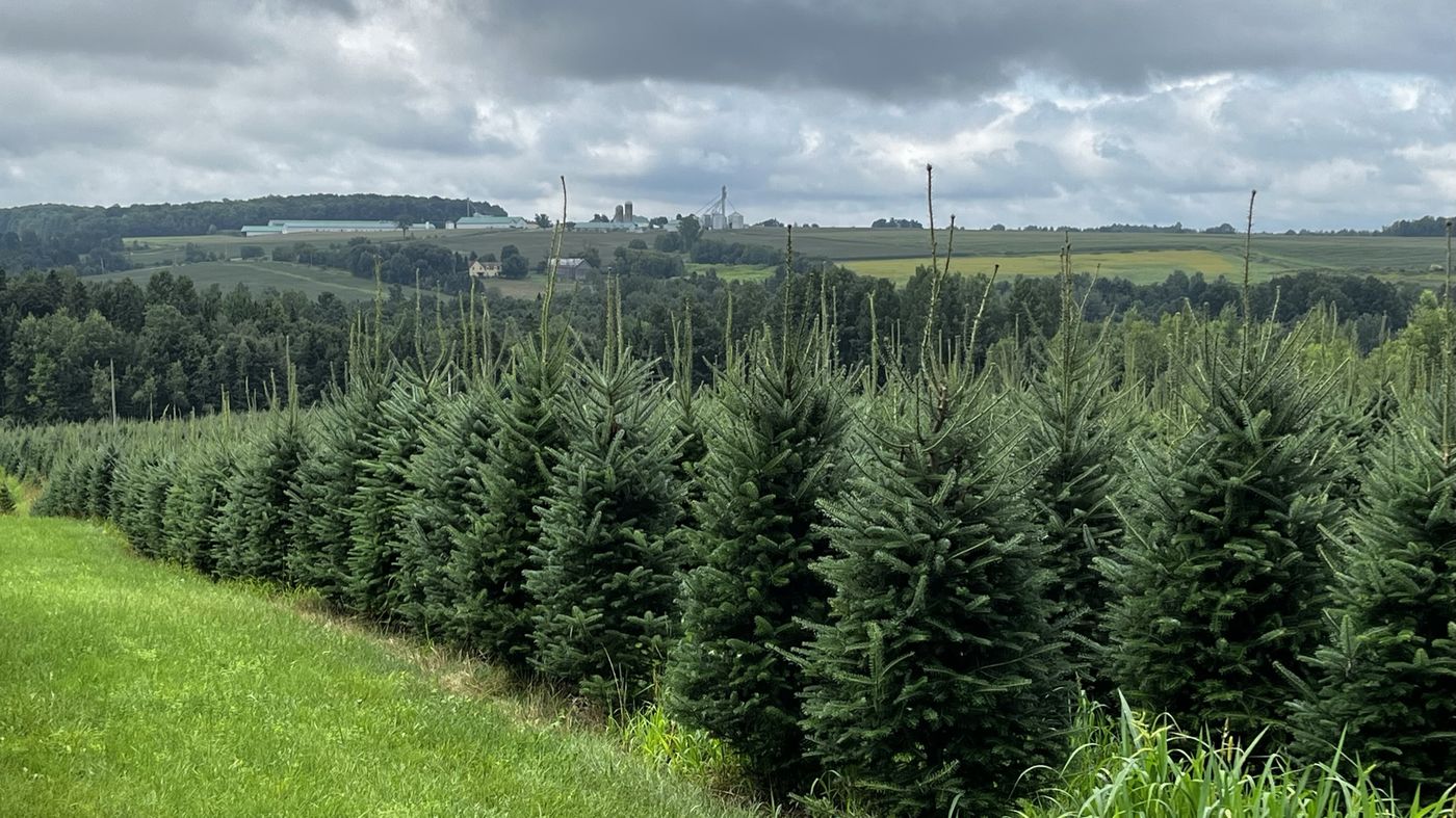 A row of Balsam fir trees overlooking rolling farmland in the distance