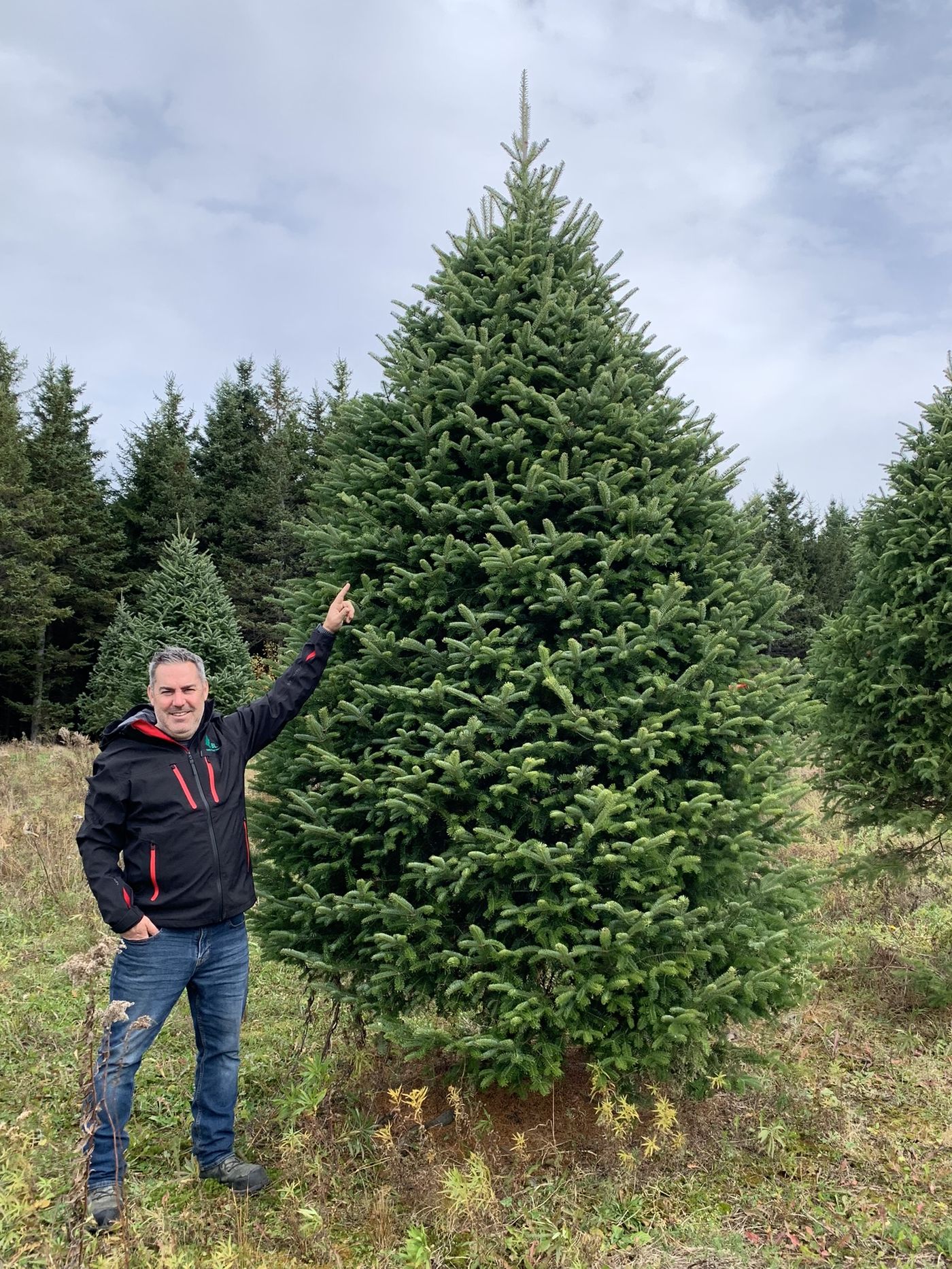 A member of the Plantations BL team standing beside a full-grown Balsam fir tree