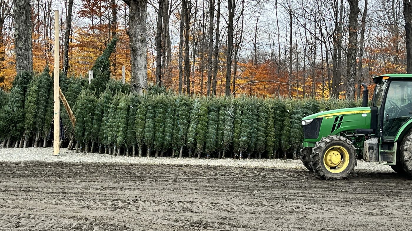 A John Deere tractor beside a row of freshly baled Christmas trees at the yard in autumn