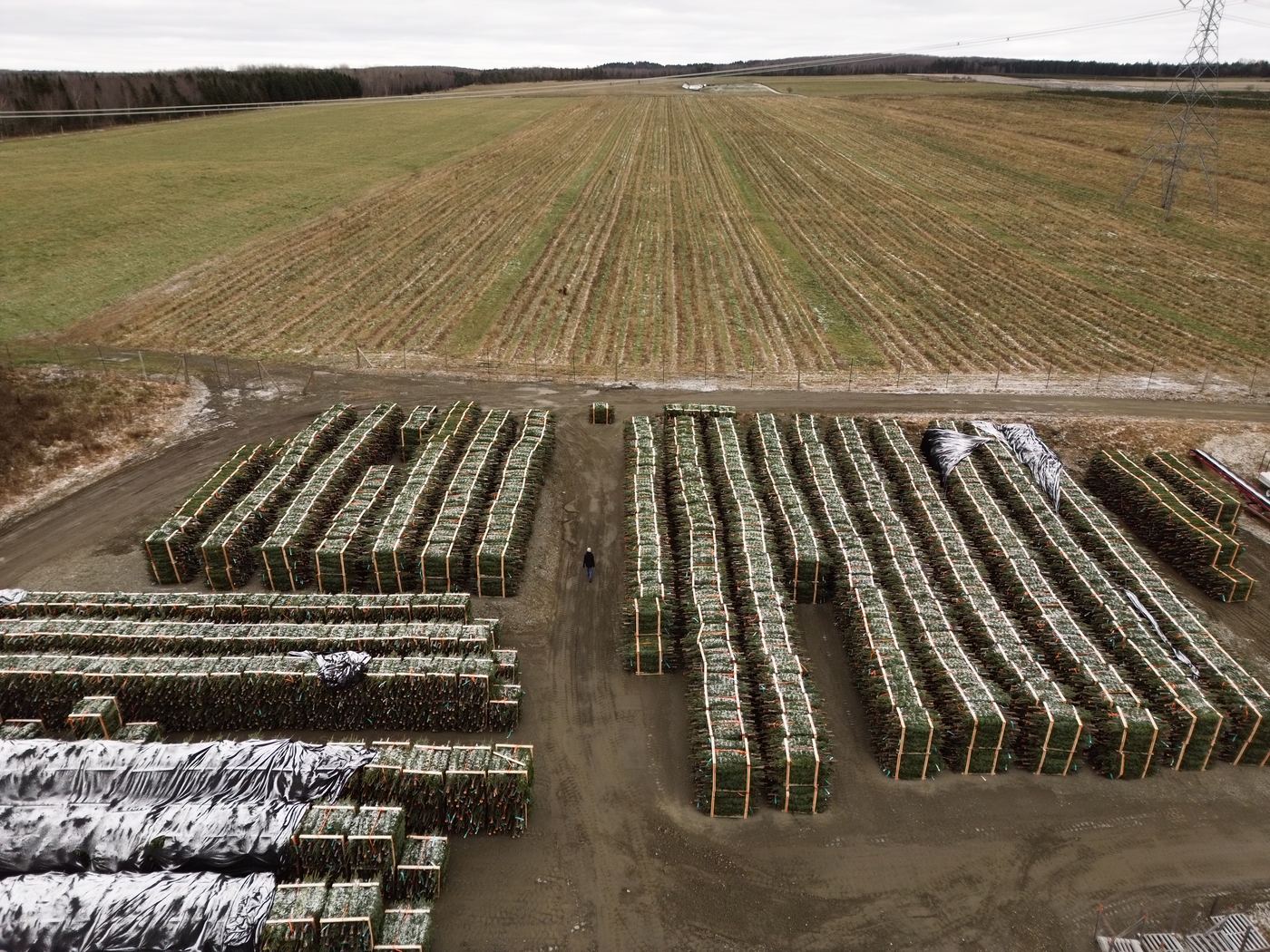 Aerial view of thousands of baled Christmas trees staged at the Plantations BL yard, ready for shipment