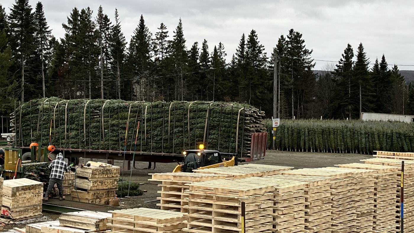 A baled load of Christmas trees being strapped down for shipping, with stacks of wood pallets nearby