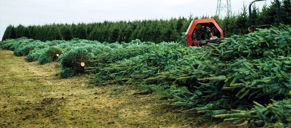Freshly cut Christmas trees being baled in the field at Plantations BL